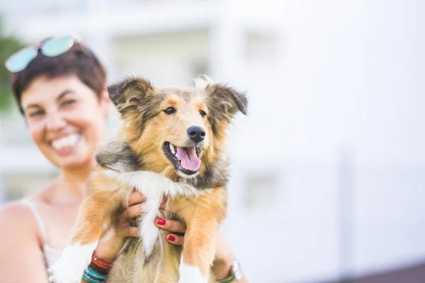 Cheerful Young Lady Showing Her Puppy Purebred Shetland Dog Love — Stock Photo, Image