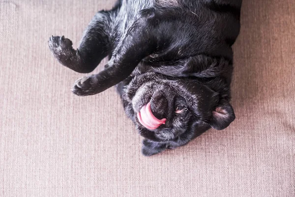 Top View Funny Sweet Dog Pug Playing Alone Sofa Home — Stock Photo, Image