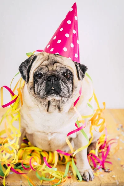 Mutlu Komik Parti Kutlaması Konsepti Yaşlı Sıkkın Köpek Pug Ile — Stok fotoğraf