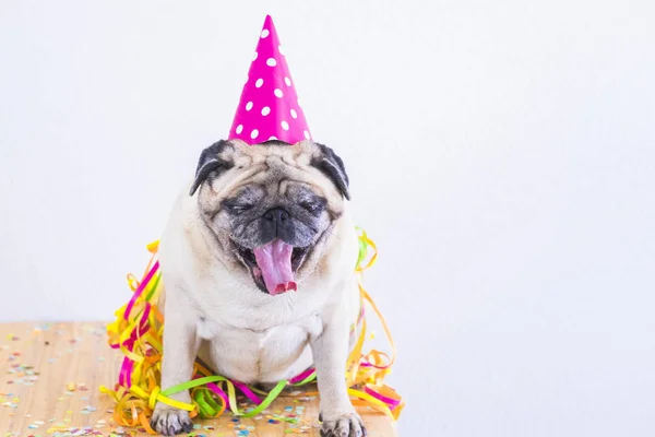 Mutlu Komik Parti Kutlaması Konsepti Yaşlı Sıkkın Köpek Pug Ile — Stok fotoğraf