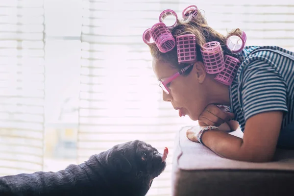 Love in funny moment with woman lay down on sofa with pink curlers on hair and black lovely pug dog kissing her