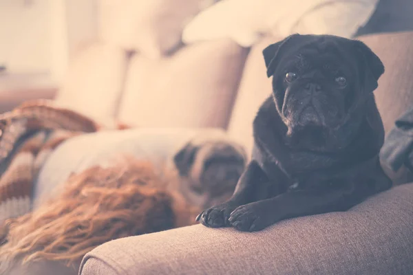 Par Viejos Adorables Perritos Casa — Foto de Stock