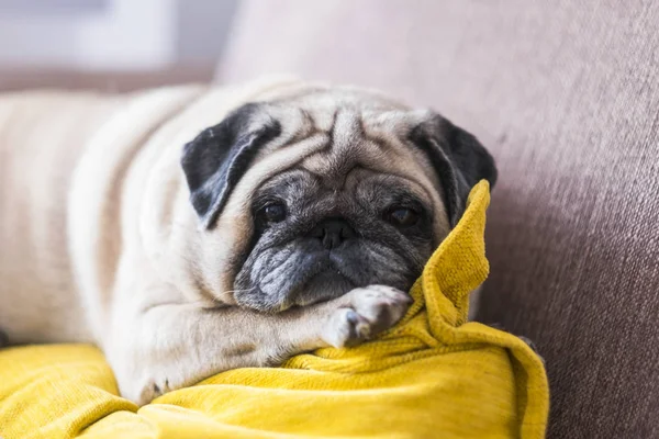 beautiful pug looking at the camera lying down on the sofa sleeping isolated and alone