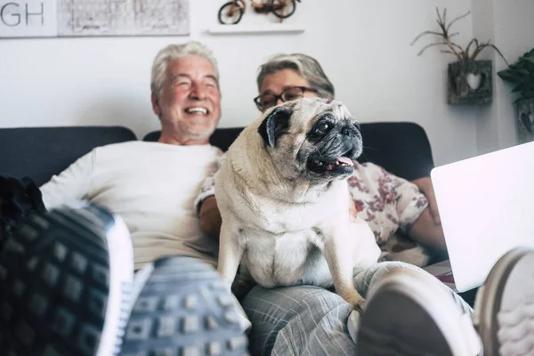 Casal Pessoas Alegres Homem Mulher Sentar Com Pug Bonito Velho — Fotografia de Stock