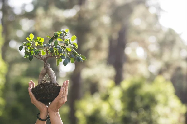 Concept Des Gens Disent Non Déforestation Sauver Planète Les Arbres — Photo