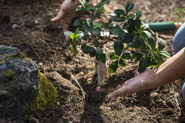 Gros Plan Des Mains Plantation Une Petite Plante Arbre Dans Photos De Stock Libres De Droits