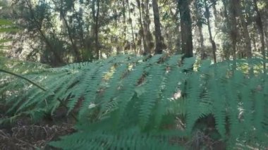 Güneşli bir günde ormanda eğreltiotu yaprakları arasında yürümek, seyahat kavramı. 