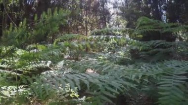 Güneşli bir günde ormanda eğreltiotu yaprakları arasında yürümek, seyahat kavramı. 