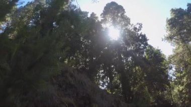 Güneşli bir günde ormanda yürümek, seyahat kavramı. 