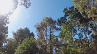 Güneşli bir günde ormanda yürümek, seyahat kavramı. 