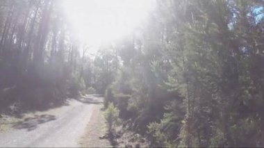 Güneşli bir günde ormanda yürümek, seyahat kavramı. 