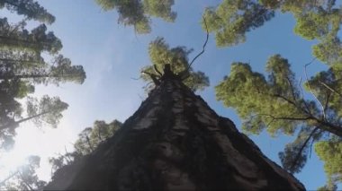 düşük açılı ağaç görüntüsü ve mavi gökyüzü arka planındaki gövde boyunca hareket 