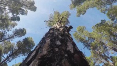 düşük açılı ağaç görüntüsü ve mavi gökyüzü arka planındaki gövde boyunca hareket 