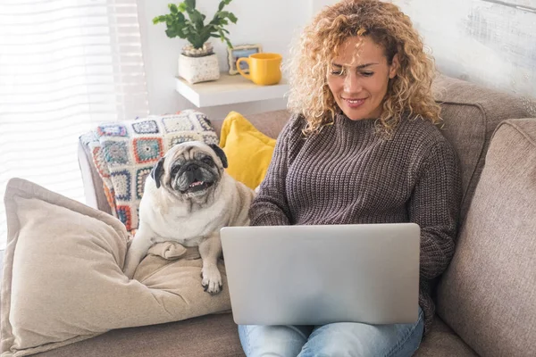 Yetişkin bir kadın evinde dizüstü bilgisayarla komik ve sevimli bir köpek puguyla oturuyor. 