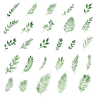 beyaz izole yeşil suluboya yaprakları ve dalları kümesi