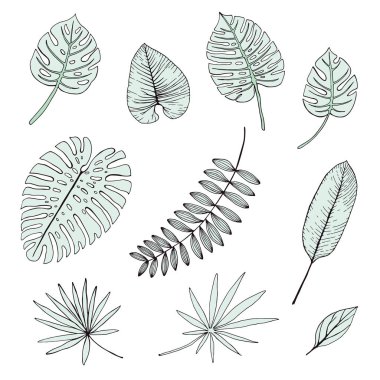 el çizilmiş tropikal yaprakların vektör seti