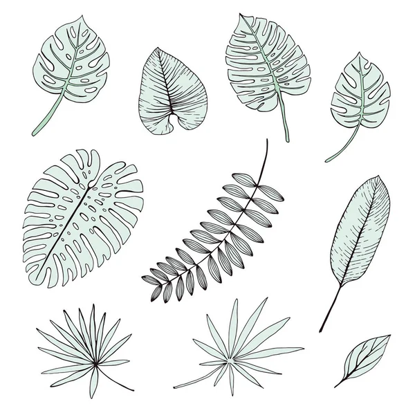 手绘热带叶子的矢量集 — 图库矢量图片