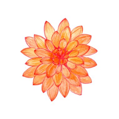 Suluboya yıldız çiçeği beyaz, el çizimi kırmızı çiçek