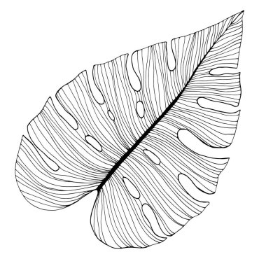 El Çizimi Dekoratif Canavar Yaprağı