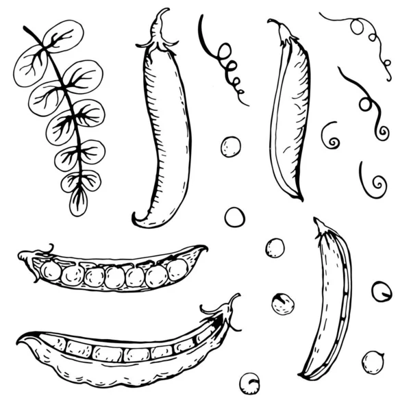 Zestaw Ręcznie Czerpanych Groszków Zielonych — Wektor stockowy