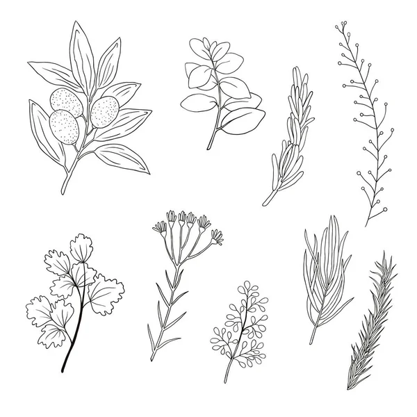 手描きの植物要素のセット ドアハーブとスパイスオリーブローズマリー月桂樹ディルセロリパセリ — ストックベクタ