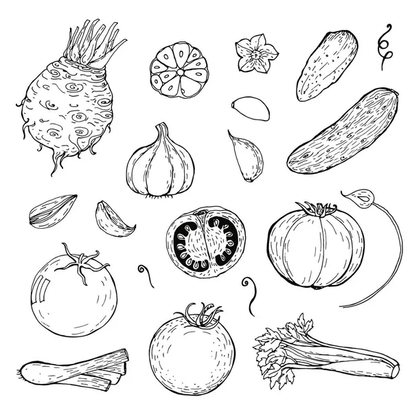 Handgezeichnetes Gemüse Skizze Von Tomate Gurke Knoblauch Sellerie Lauch Gekritzeltes — Stockvektor