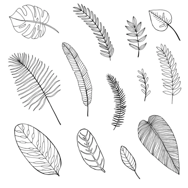 一组手绘热带树叶 — 图库矢量图片