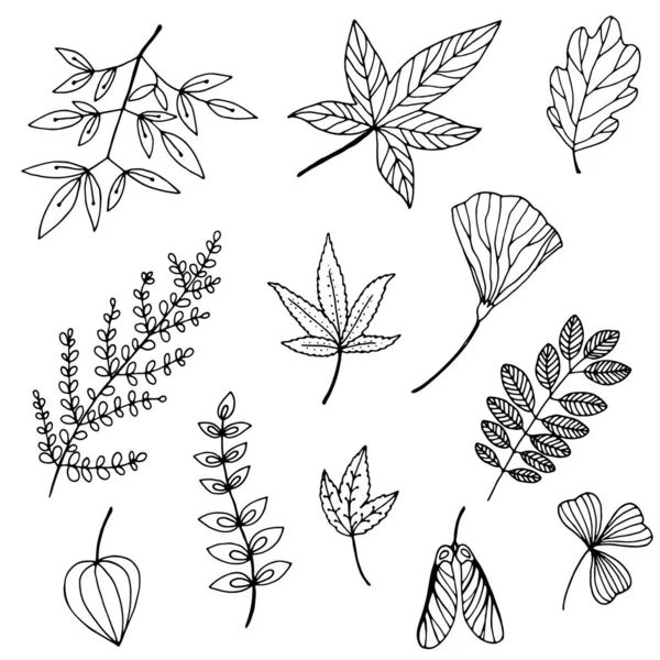 手描きの野生の枝や葉 — ストックベクタ