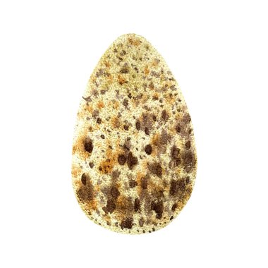 Vahşi kuş yumurtası, suluboya çizimi, vektör