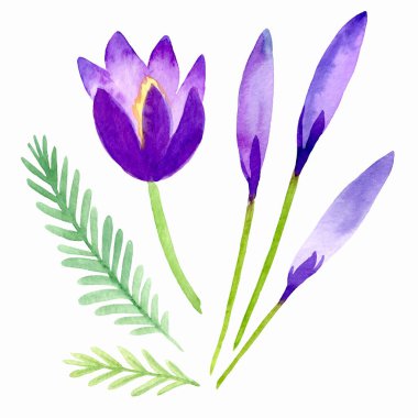 suluboya çiçek beyaza izole edilmiş