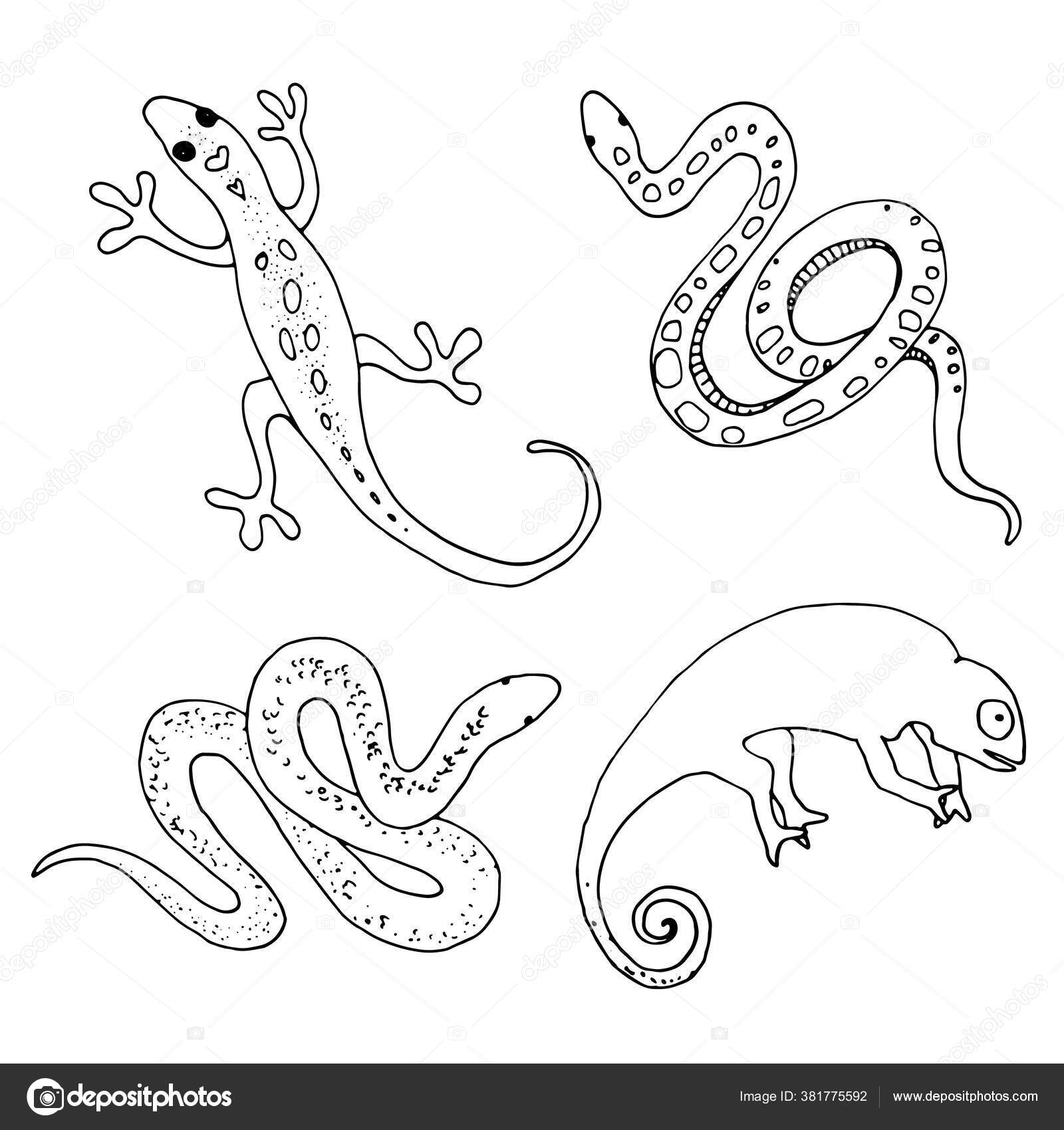 Conjunto Desenho Contorno Répteis Desenhados Mão Ilustração de ©Insh1na  #381775592, image size:1600x1700