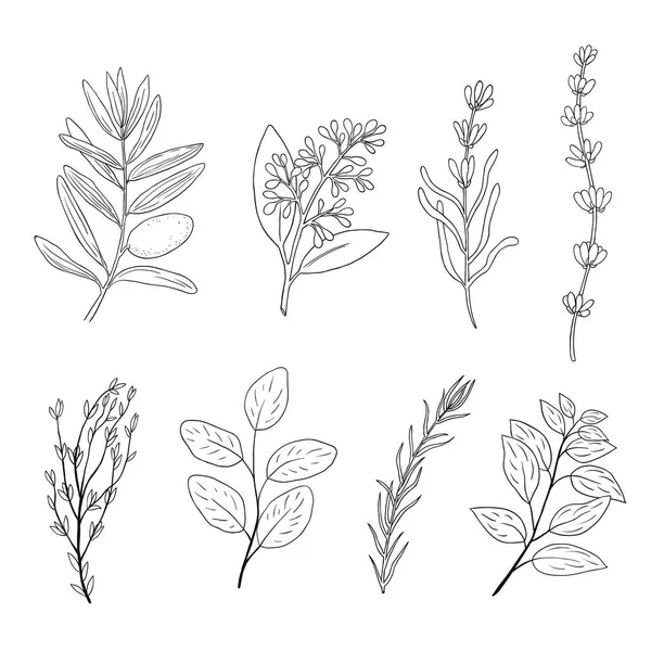 Conjunto Elementos Plantas Desenhados Mão Doodle Ervas Especiarias Azeitona Eucalipto — Fotografia de Stock