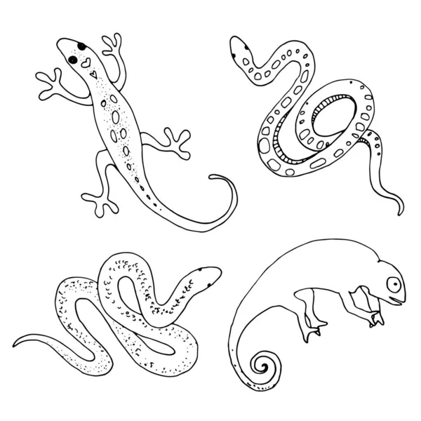 Jeu Dessin Contour Reptiles Dessinés Main — Photo