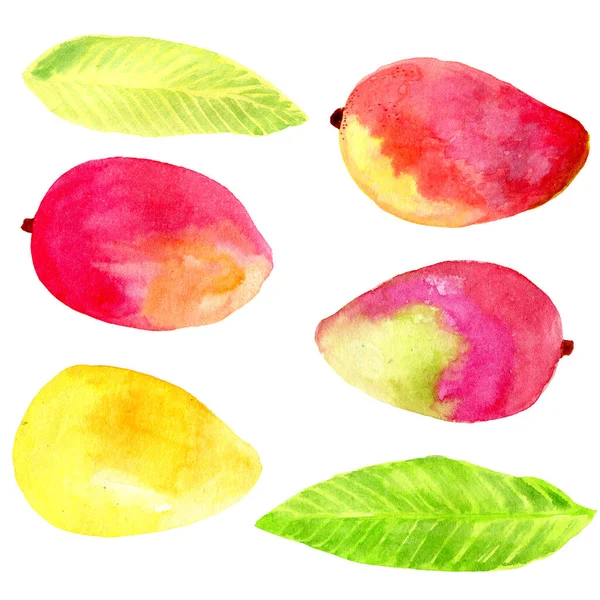 Aquarelle Fruits Tropicaux Mangue Sur Fond Blanc — Photo