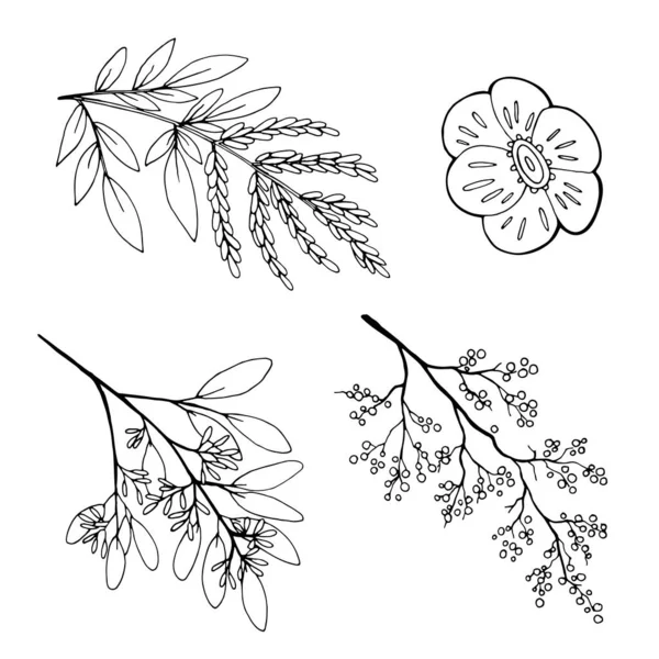 Σετ Χειροποίητων Κλαδιών Φυτών Σκίτσων — Φωτογραφία Αρχείου