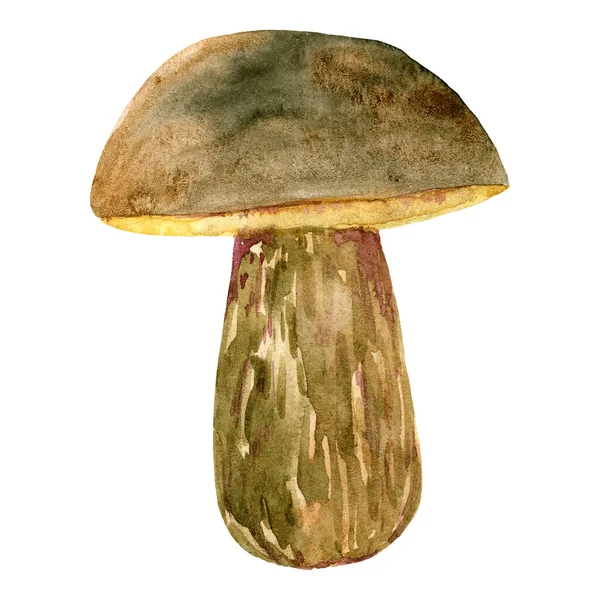 Champignon Porcini Aquarelle Illustration Vectorielle — Photo