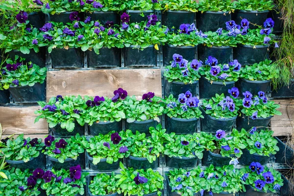 Fiori Vaso Appesi Muro Arredo Della Città Mura Fiori Viole — Foto Stock