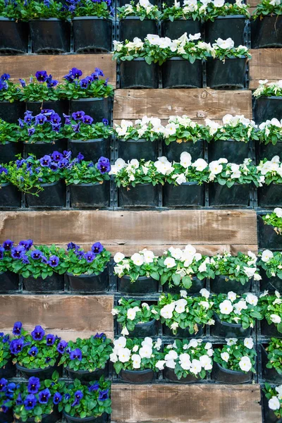 Flowers Pots Hang Wall City Decor Walls Flowers Violets Flowerpots — Stock Photo, Image