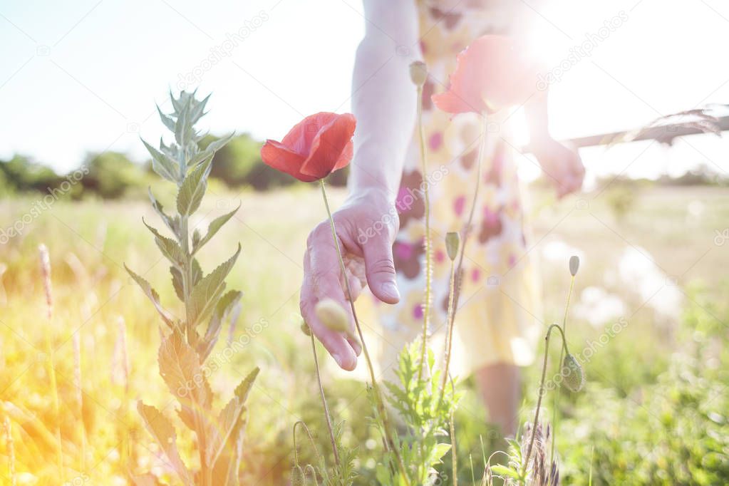 A girl is plucking a poppy. A woman is picking a bouquet of wildflowers in a meadow. Summer grass. A field with flowers.