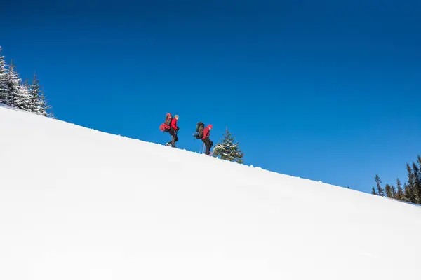 两名登山者是在山里在冬天冰雪覆盖的杉树 反对登山背包与两名男子 — 图库照片