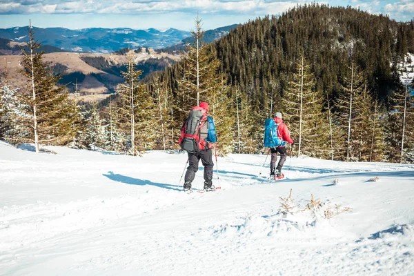 Two climbers in snowshoes are in the mountains in the winter against fir trees, climbing two men with backpacks. A climber with trekking sticks walks through the snow. Climbing in winter.