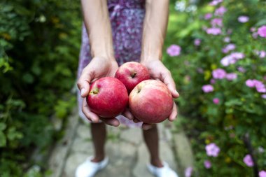 Bir kadın Olgun meyve onun elinde tutar. Kız bir elmayı tutuyor. Bir ince kız bahçede hasat. Bir kadın sulu kırmızı elma verir.