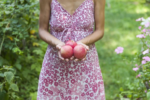 Una Mujer Sostiene Manzanas Chica Las Cosechas Vestido Jardín Fruta —  Fotos de Stock