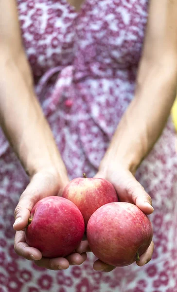 A woman is holding apples. Girl in dress harvests in the garden. Red ripe fruit in female hands. Proper nutrition.