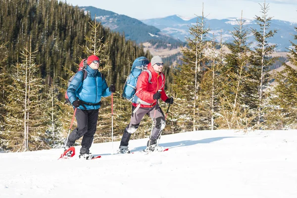 二个攀登者在山在冬天反对雪被盖的冷杉树 用背包攀登 两个朋友在风景如画的地方一起旅行 — 图库照片