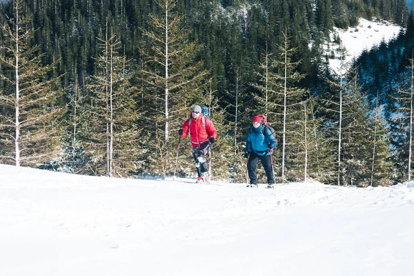 Dois Alpinistas Estão Nas Montanhas Inverno Contra Abetos Cobertos Neve — Fotografia de Stock