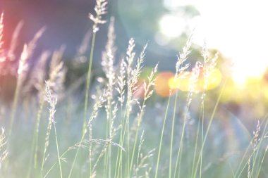 spikelets alanında. 