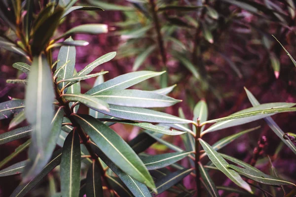 エキゾチックな植物の葉 熱帯林 細い葉が分岐します 植物と庭をクローズ アップ — ストック写真
