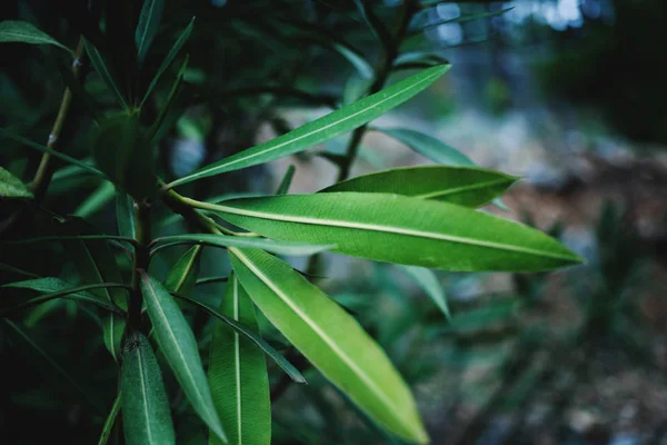 エキゾチックな植物の葉 熱帯林 細い葉が分岐します 植物と庭をクローズ アップ — ストック写真