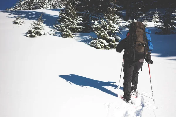 バックパック トレッキングポール スノーシュー付きのクライマーは スプルースフォレストを背景に冬の山の中の雪に乗っています — ストック写真